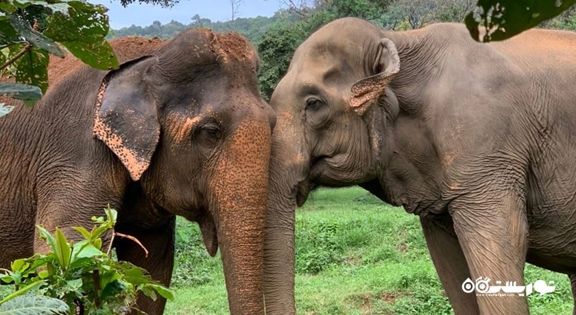  پناهگاه فیل سامویی شهر تایلند کشور کو سامویی