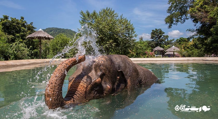  پناهگاه فیل سامویی شهر تایلند کشور کو سامویی