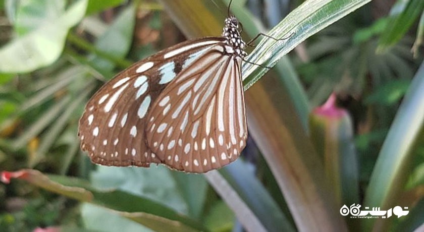 باغ پروانه های سامویی -  شهر کو سامویی