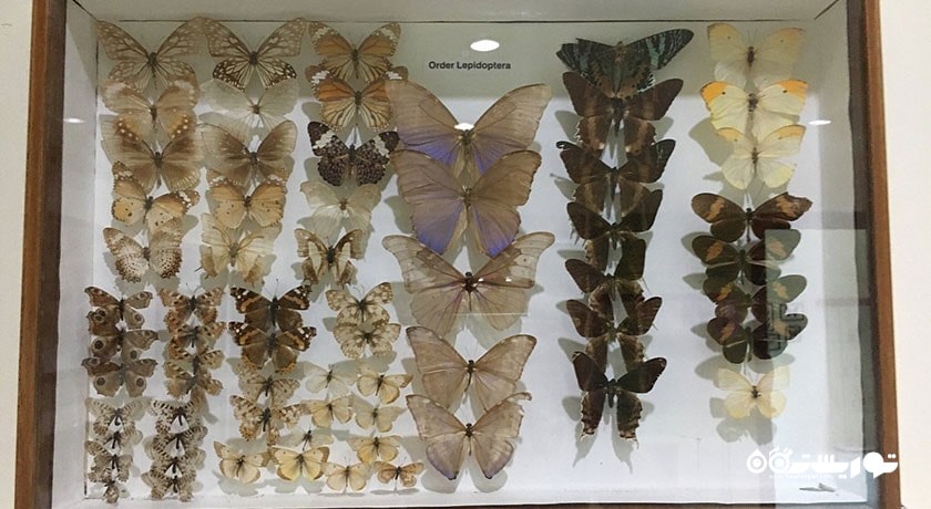  باغ پروانه های سامویی شهر تایلند کشور کو سامویی