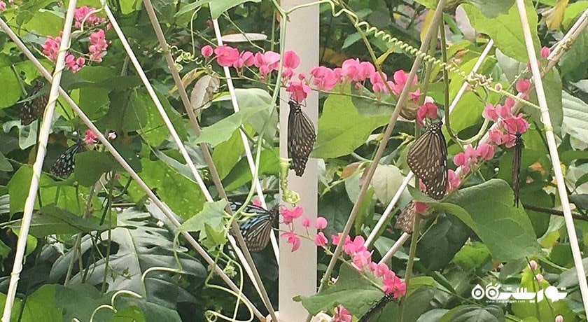  باغ پروانه های سامویی شهر تایلند کشور کو سامویی