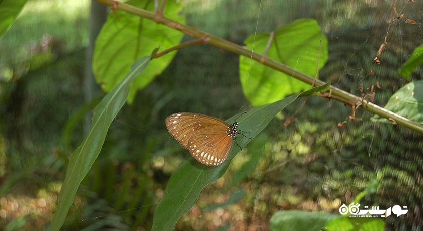  باغ پروانه های سامویی شهر تایلند کشور کو سامویی