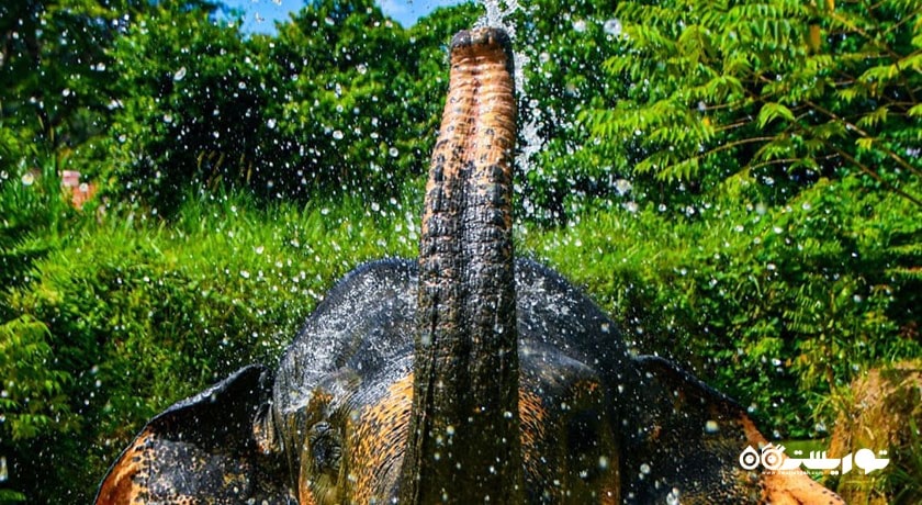  پناهگاه جنگل فیل شهر تایلند کشور کو سامویی