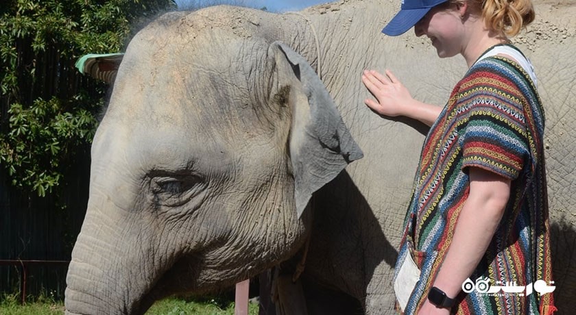  پناهگاه جنگل فیل شهر تایلند کشور کو سامویی