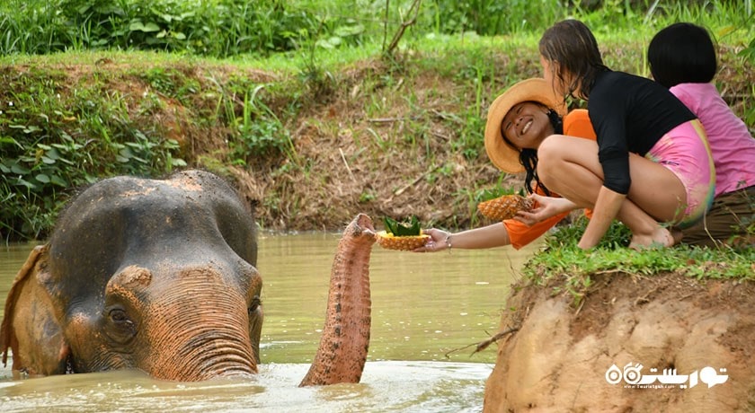  پناهگاه جنگل فیل شهر تایلند کشور کو سامویی