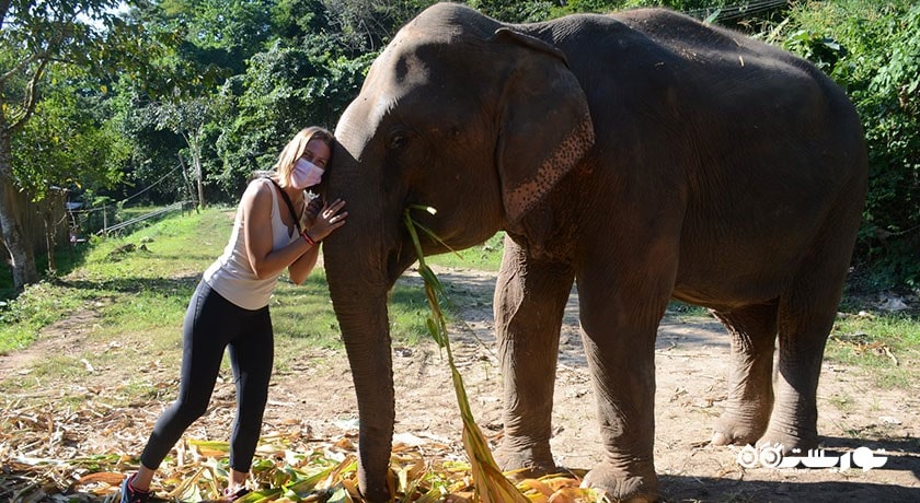  پناهگاه جنگل فیل شهر تایلند کشور کو سامویی