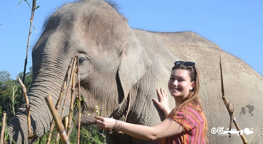  پناهگاه جنگل فیل شهر تایلند کشور کو سامویی
