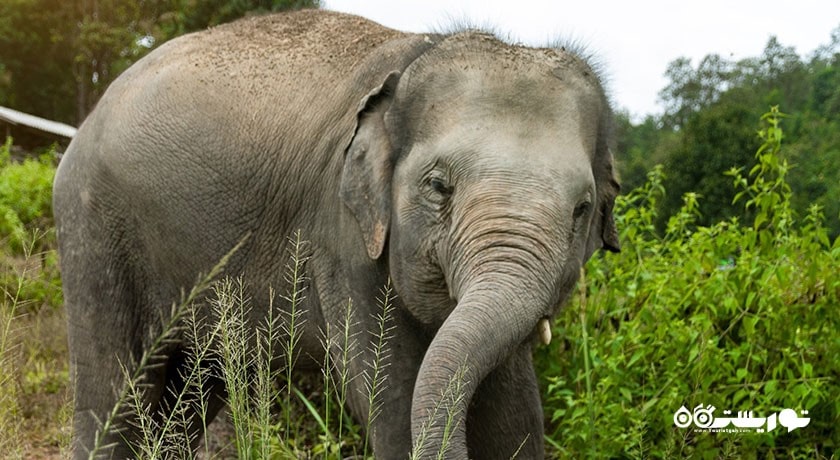  پناهگاه جنگل فیل شهر تایلند کشور کو سامویی