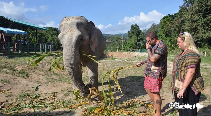  پناهگاه جنگل فیل شهر تایلند کشور کو سامویی