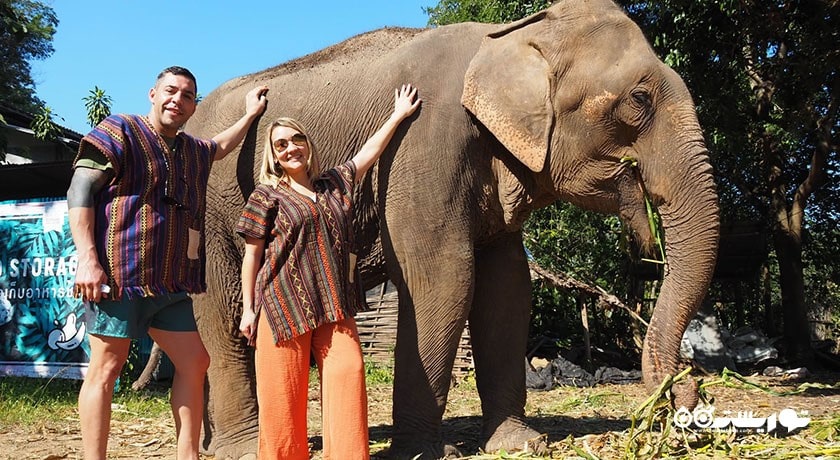  پناهگاه جنگل فیل شهر تایلند کشور کو سامویی