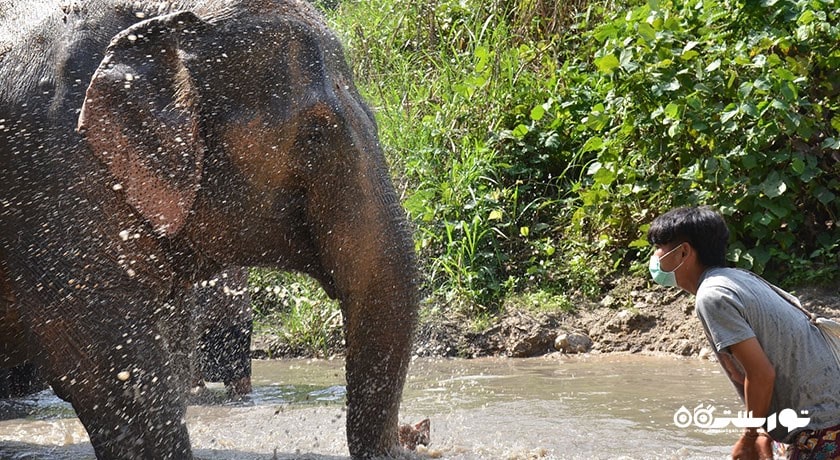  پناهگاه جنگل فیل شهر تایلند کشور کو سامویی