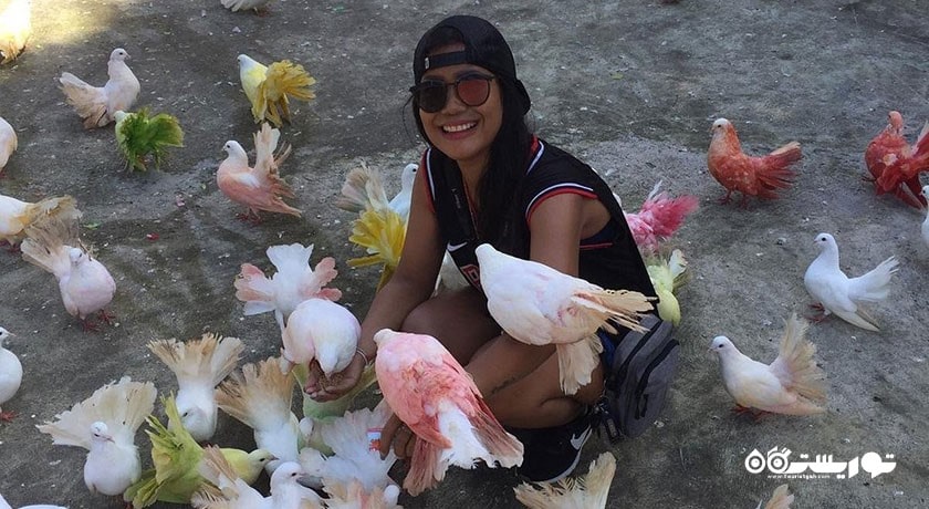  مزرعه پارادایس پارک شهر تایلند کشور کو سامویی