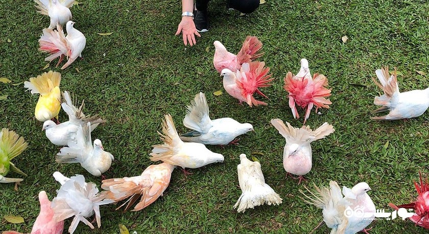  مزرعه پارادایس پارک شهر تایلند کشور کو سامویی