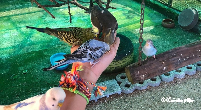 مزرعه پارادایس پارک -  شهر کو سامویی