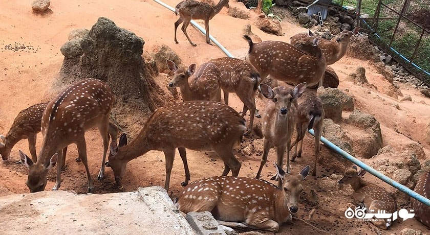  مزرعه پارادایس پارک شهر تایلند کشور کو سامویی