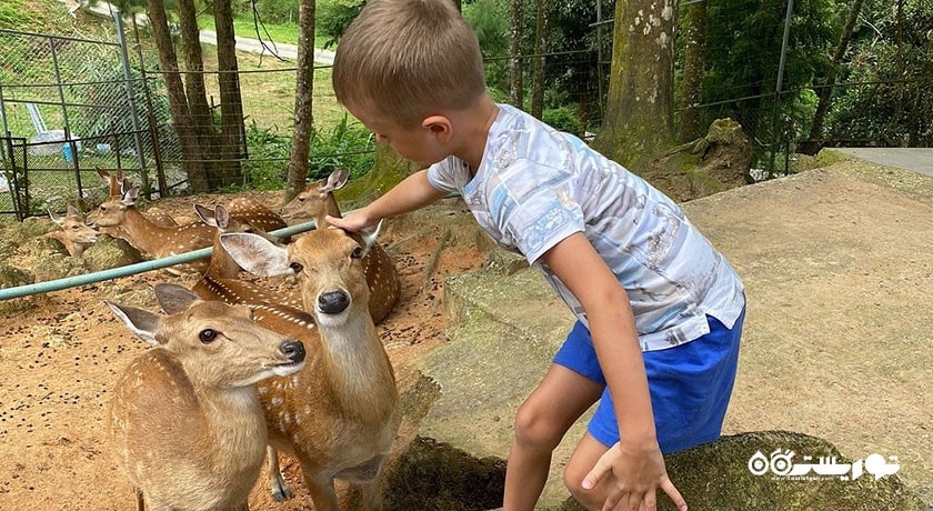  مزرعه پارادایس پارک شهر تایلند کشور کو سامویی