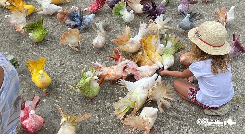  مزرعه پارادایس پارک شهر تایلند کشور کو سامویی