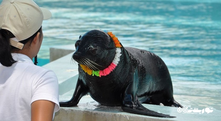 سرگرمی نمایشگاه آکواریوم و ببر سامویی شهر تایلند کشور کو سامویی