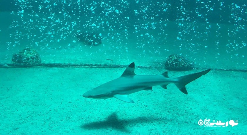 سرگرمی نمایشگاه آکواریوم و ببر سامویی شهر تایلند کشور کو سامویی