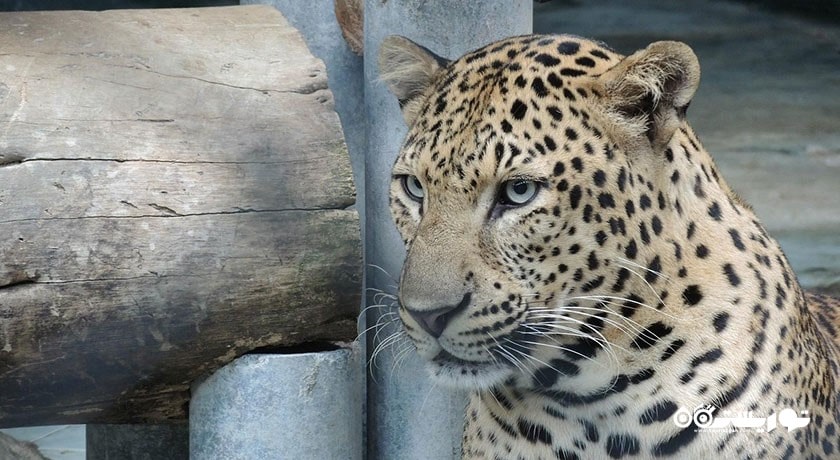 سرگرمی نمایشگاه آکواریوم و ببر سامویی شهر تایلند کشور کو سامویی