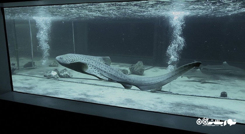 سرگرمی نمایشگاه آکواریوم و ببر سامویی شهر تایلند کشور کو سامویی