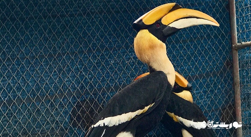 سرگرمی نمایشگاه آکواریوم و ببر سامویی شهر تایلند کشور کو سامویی