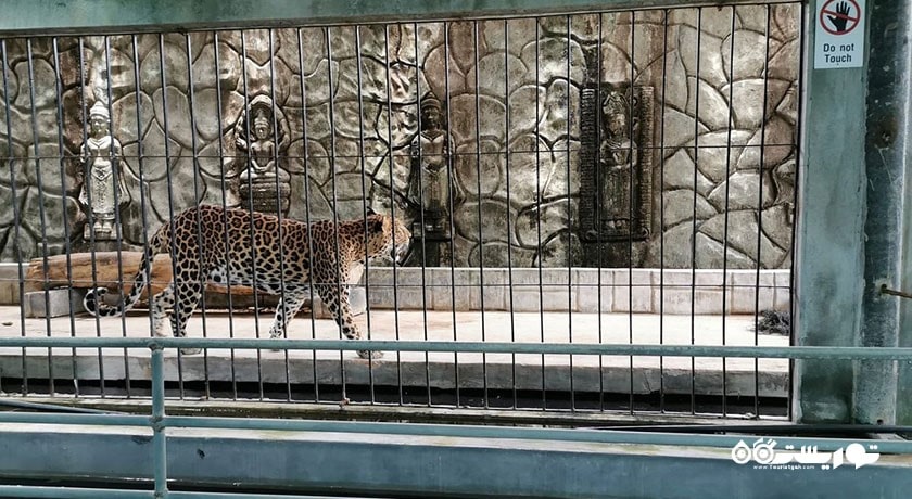 سرگرمی نمایشگاه آکواریوم و ببر سامویی شهر تایلند کشور کو سامویی