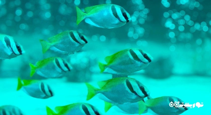 سرگرمی نمایشگاه آکواریوم و ببر سامویی شهر تایلند کشور کو سامویی