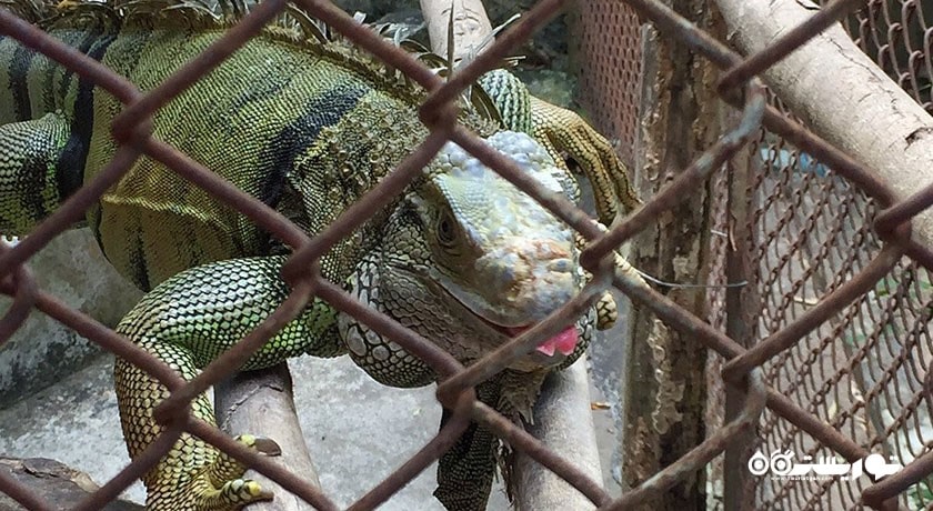  مزرعه کروکودیل سامویی شهر تایلند کشور کو سامویی