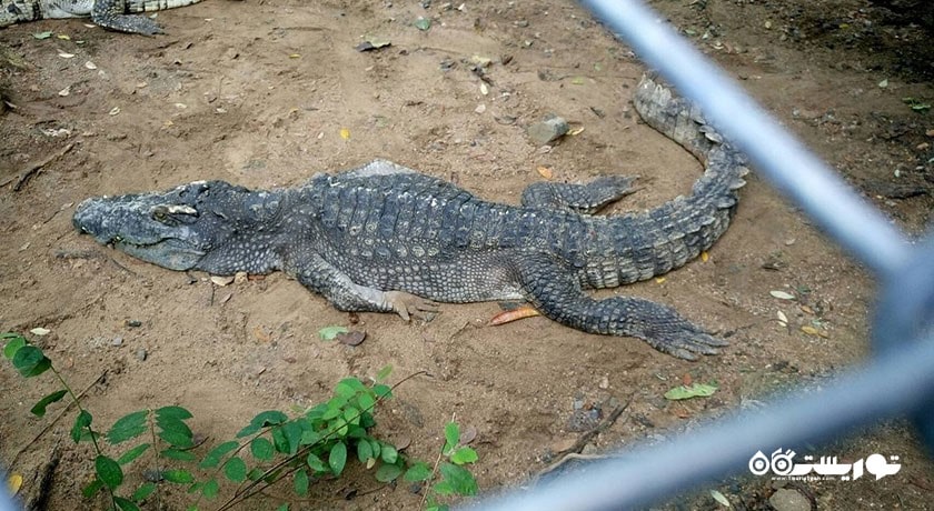  مزرعه کروکودیل سامویی شهر تایلند کشور کو سامویی