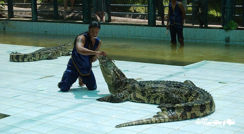  مزرعه کروکودیل سامویی شهر تایلند کشور کو سامویی