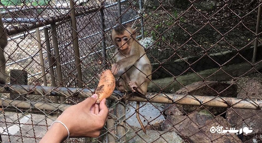  مزرعه کروکودیل سامویی شهر تایلند کشور کو سامویی