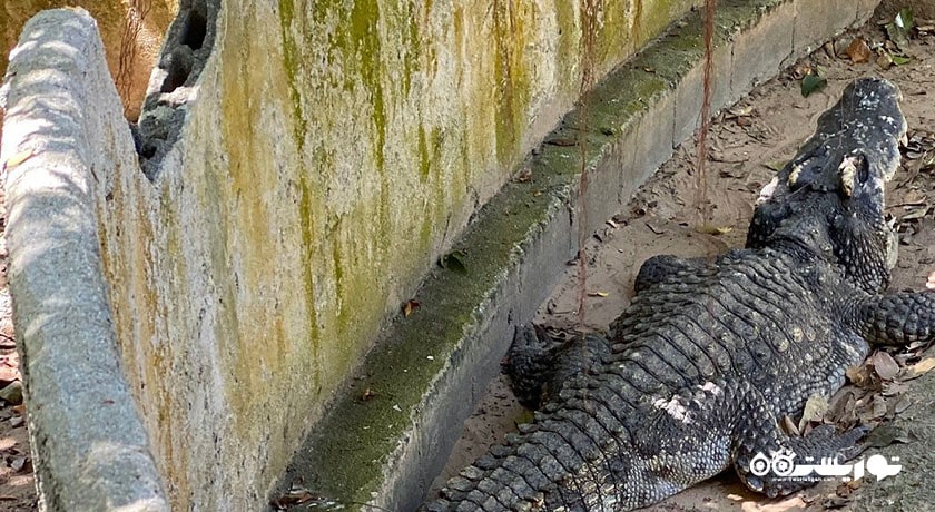  مزرعه کروکودیل سامویی شهر تایلند کشور کو سامویی