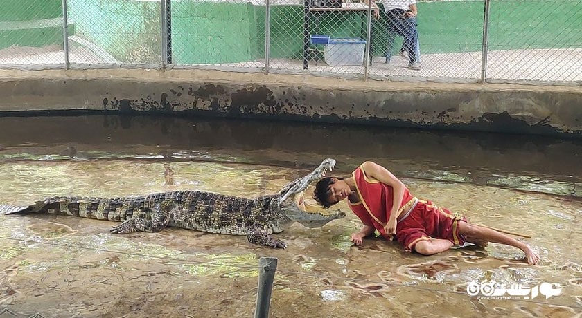  مزرعه کروکودیل سامویی شهر تایلند کشور کو سامویی