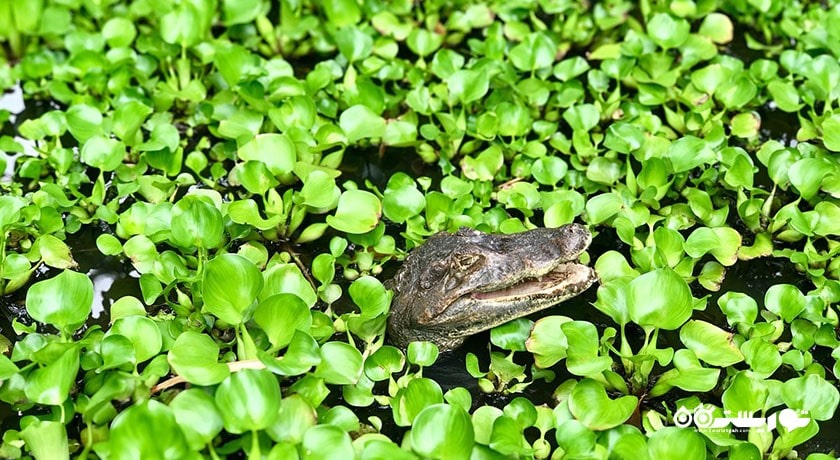  مزرعه کروکودیل سامویی شهر تایلند کشور کو سامویی