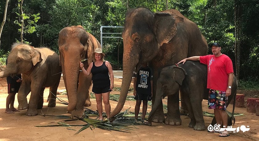  اسپای فیل سامویی شهر تایلند کشور کو سامویی