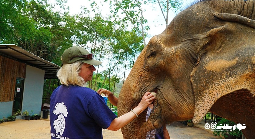  اسپای فیل سامویی شهر تایلند کشور کو سامویی