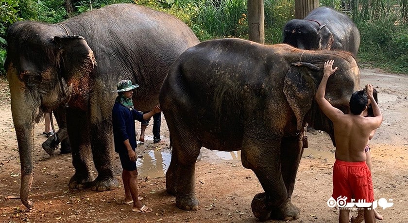  اسپای فیل سامویی شهر تایلند کشور کو سامویی