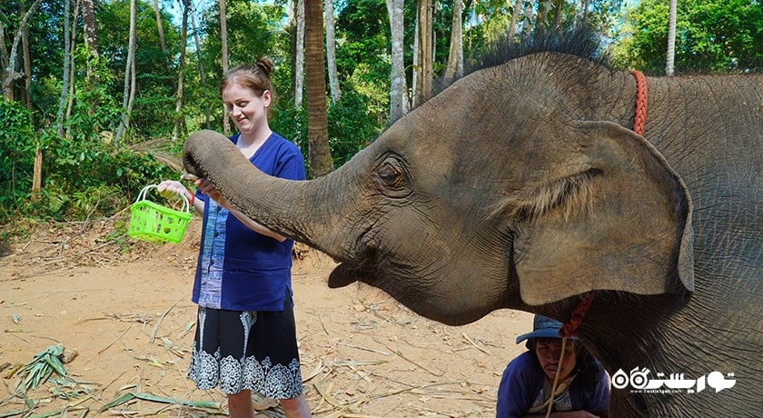  اسپای فیل سامویی شهر تایلند کشور کو سامویی