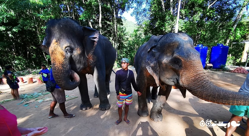 اسپای فیل سامویی -  شهر کو سامویی