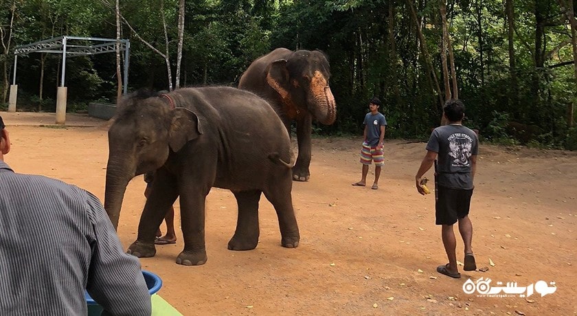  اسپای فیل سامویی شهر تایلند کشور کو سامویی