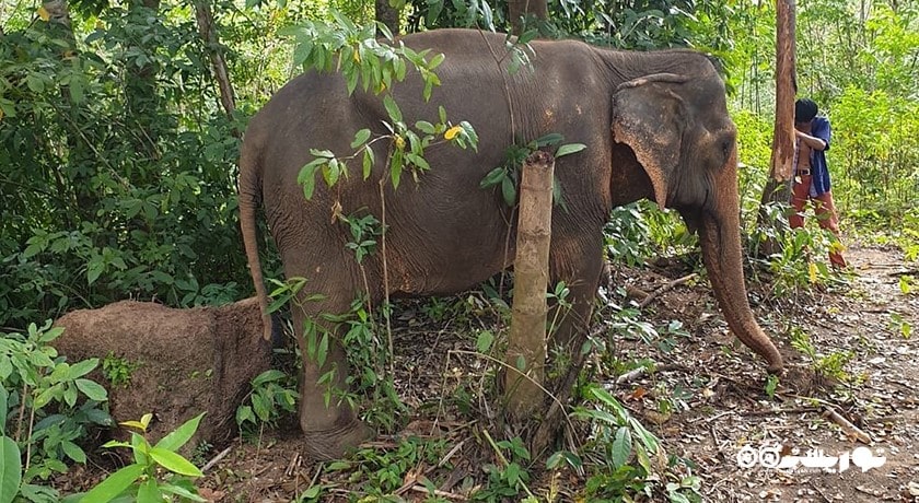  اسپای فیل سامویی شهر تایلند کشور کو سامویی