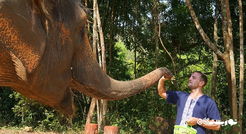  اسپای فیل سامویی شهر تایلند کشور کو سامویی