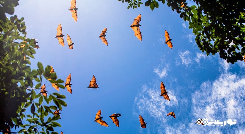 سرگرمی کایاک سواری در کو تائن  شهر تایلند کشور کو سامویی