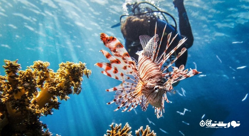 سرگرمی غواصی در کو تائو شهر تایلند کشور کو سامویی