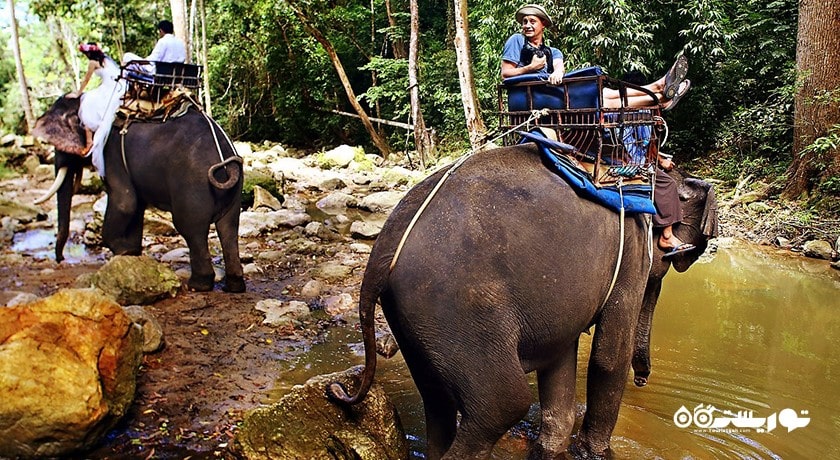 سرگرمی فیل سواری در کوسامویی شهر تایلند کشور کو سامویی
