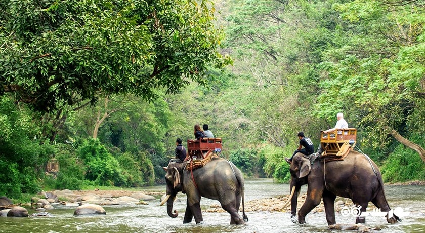 سرگرمی فیل سواری در کوسامویی شهر تایلند کشور کو سامویی