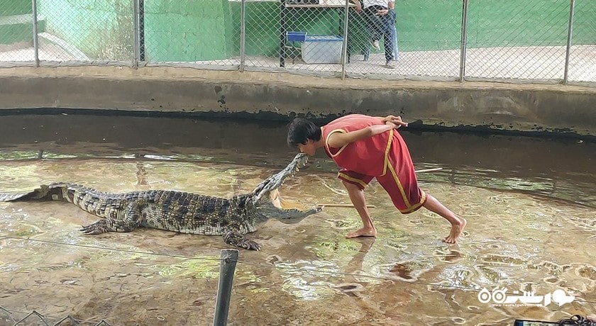 سرگرمی نمایش کروکودیل در کوسامویی شهر تایلند کشور کو سامویی