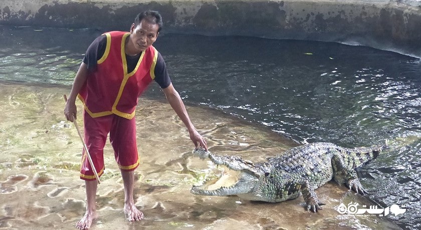 سرگرمی نمایش کروکودیل در کوسامویی شهر تایلند کشور کو سامویی