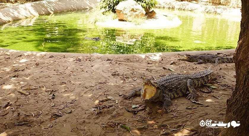 سرگرمی نمایش کروکودیل در کوسامویی شهر تایلند کشور کو سامویی
